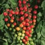 Tomato – Super Sweet 100 – 4″ Pot