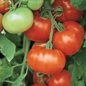 Tomato – Super Fantastic – 4″ Pot
