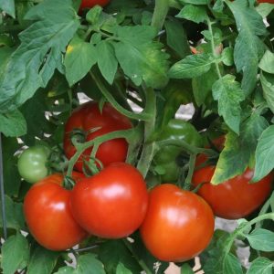 Tomato – Supersonic – 4″ Pot