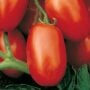 Tomato – Viva Italia – 4″ Pot