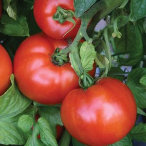 Tomato – Whopper – 4″ Pot