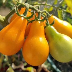 Tomato – Yellow Pear – 4″ Pot