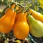 Tomato – Yellow Pear – 4″ Pot