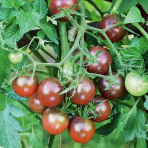 Tomato – Black Cherry – 4.5″ Pot