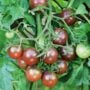Tomato – Black Cherry – 4.5″ Pot