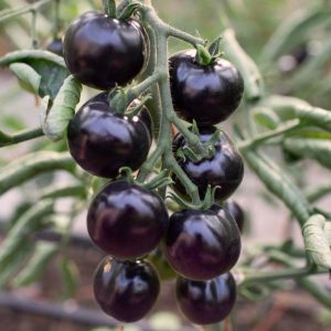 Tomato – Indigo Rose – 4.5″ Pot