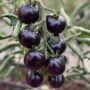 Tomato – Indigo Rose – 4.5″ Pot
