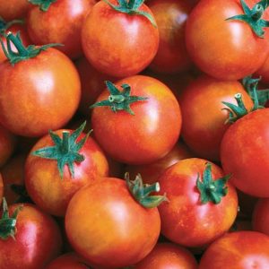 Tomato – Isis Candy – 4.5″ Pot