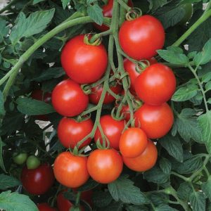 Tomato – Mountain Magic – 4.5″ Pot