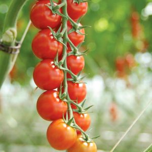 Tomato – Sakura Cherry – 4.5″ Pot