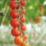 Tomato – Sakura Cherry – 4.5″ Pot