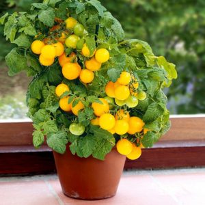 Tomato – Sweet’N’Neat Yellow – 4.5″ Pot