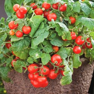 Tomato – Tiny Tim – 4.5″ Pot