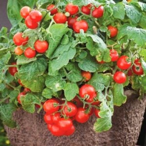 Tomato – Tiny Tim – 4.5″ Pot