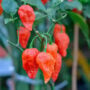 Pepper – Ghost Pepper – 6.5″ Pot (EXTREMELY HOT)