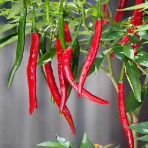 Pepper – Cayenne Red Long Slim – 6.5″ Pot
