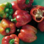 Pepper – Red Bull – 6.5″ Pot