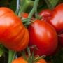 Tomato – Beefmaster – 6.5″ Pot