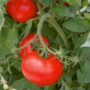 Tomato – Better Boy – 6.5″ Pot