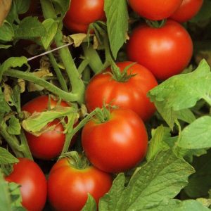 Tomato – Early Girl – 6.5″ Pot