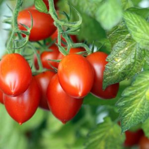 Tomato – Roma Plum – 6.5″ Pot