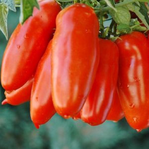 Tomato – San Marzano – 6.5″ Pot