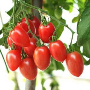 Tomato – Sugary – 6.5″ Pot