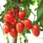 Tomato – Sugary – 6.5″ Pot