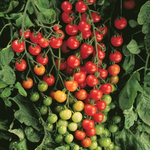Tomato – Super Sweet 100 – 6.5″ Pot