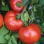 Tomato – Whopper – 6.5″ Pot