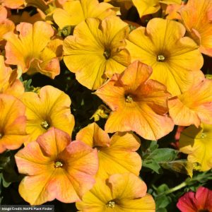 Petchoa SuperCal Premium – Yellow Sun – 4.5″ Pot