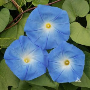Morning Glory – Heavenly Blue – 4″ Pot
