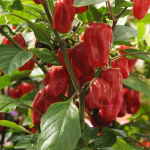 Pepper – Sweet Heat – 4″ Pot