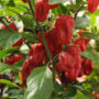 Pepper – Sweet Heat – 4″ Pot