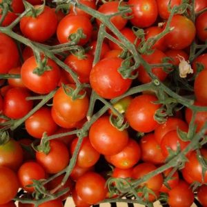 Tomato – Red Large Cherry – 4″ Pot