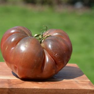 Tomato – Cherokee Carbon – 4.5″ Pot