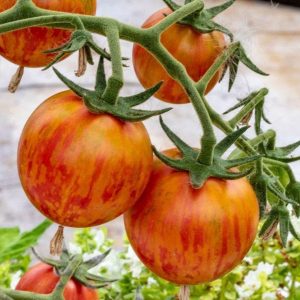 Tomato – Bumble Bee Pink – 4.5″ Pot