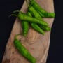 Pepper – Shishito – 6.5″ Pot