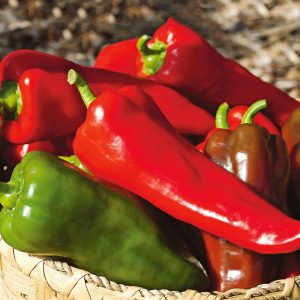 Pepper – Carmen – 4″ Pot