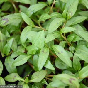 Coriander – Vietnamese – 4″ Pot