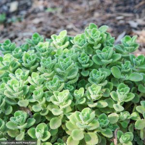 Mint – Mexican Marigold – 4″ Pot