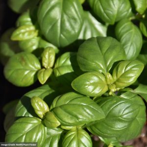 Basil – Everleaf Emerald Tower – 4.5″ Pot