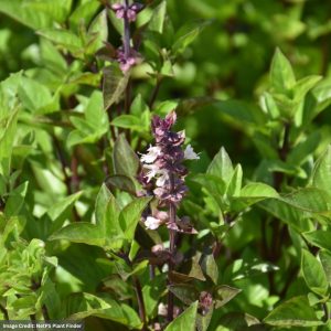 Basil – Everleaf Thai Tower – 4.5″ Pot