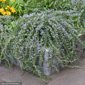 Rosemary – Blue Cascade – 4″ Pot