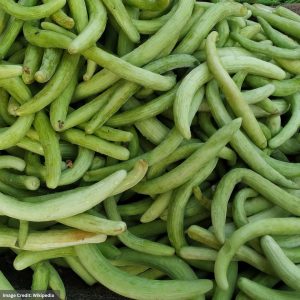 Cucumber – Armenian – 4.5″ Pot
