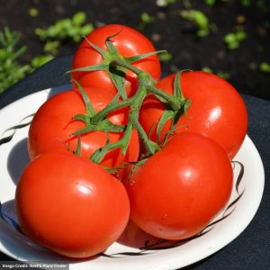 Tomato – Fourth of July – 4.5″