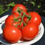 Tomato – Fourth of July – 4.5″