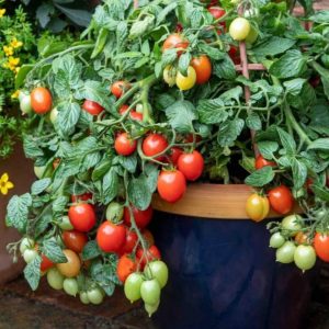 Tomato – Summer Dew – 8″ Hanging Basket