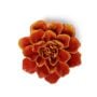Coreopsis Ceramic Flower – Chive – Orange Yellow – 5.25″ x 2.25″