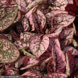 Hypoestes - Splash Pink - 4" Pot